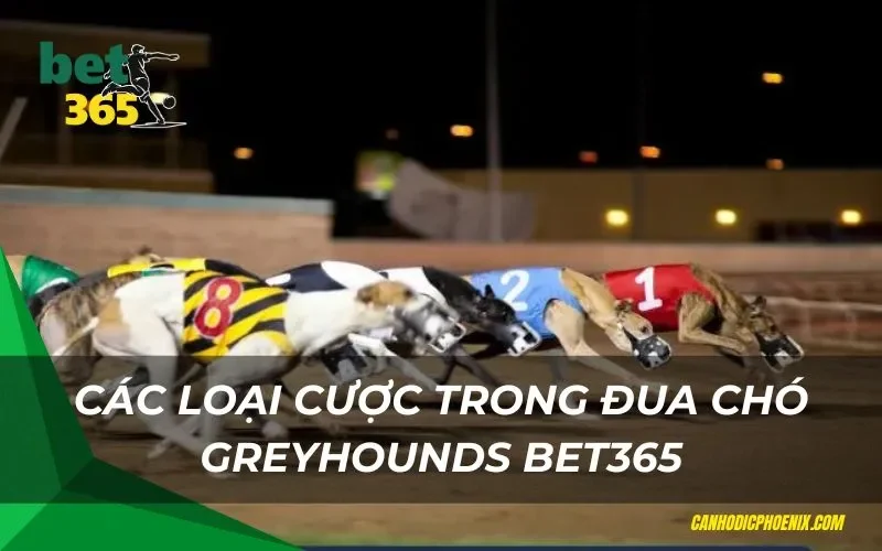 Các loại cược trong đua chó Greyhounds Bet365