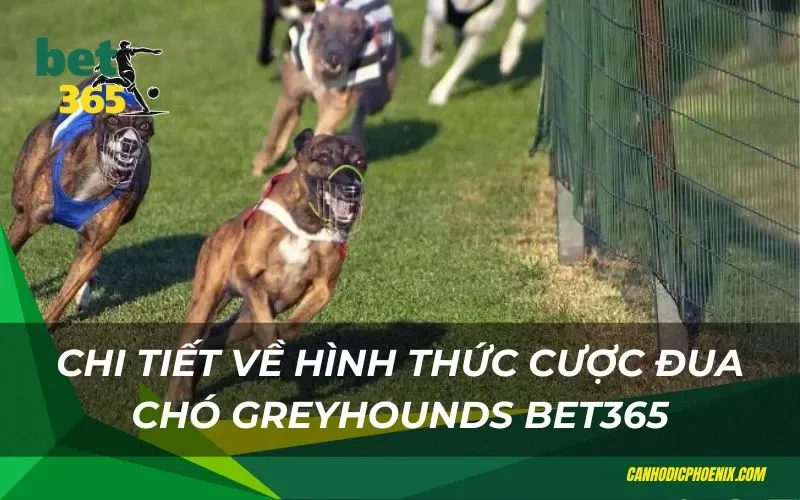 Chi tiết về hình thức cược đua chó Greyhounds Bet365