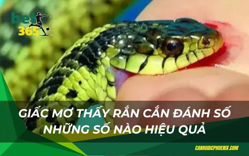 Đánh những số gì khi mơ gặp thấy rắn cắn